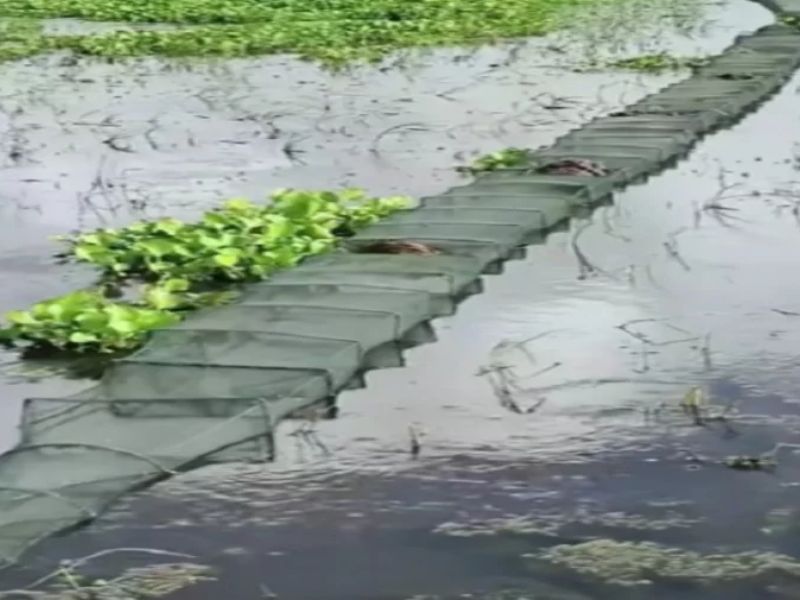 মা মাছ ও পোনা ধ্বংস করছে নিষিদ্ধ চায়না জাল, বিপদের মুখে মৎস্য সম্পদ